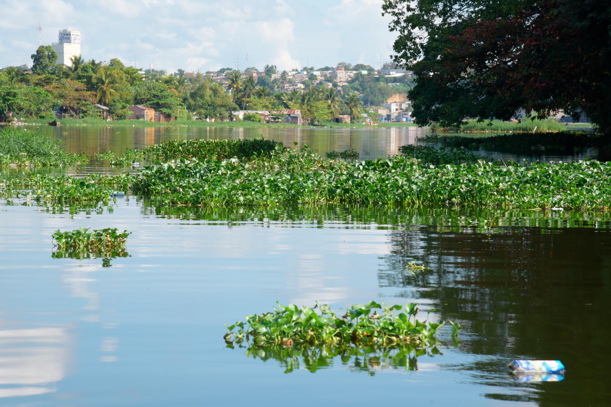 Las lilas o Jacinto de Agua, abundan en el río Ozama (José Justo Féliz)