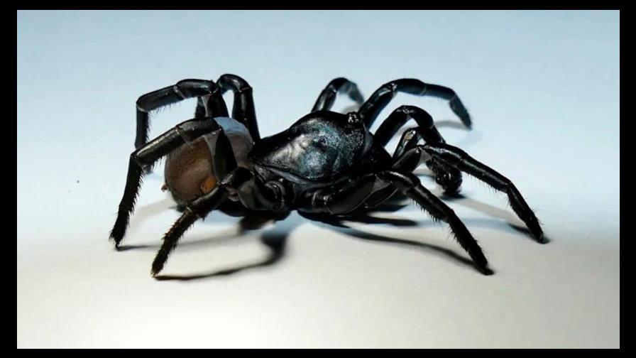 Descubren nueva especie de araña cerca del zoológico de Miami Descubren nueva especie de araña cerca del zoológico de Miami