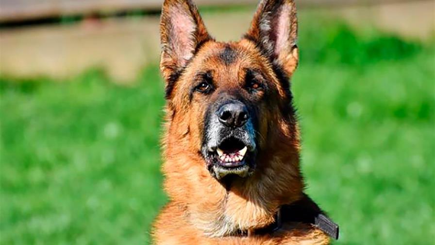 Tranquilo, Bobby, tranquilo...