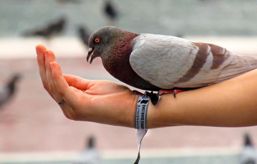 Subastan una paloma mensajera por récord de 1,6 millones de euros