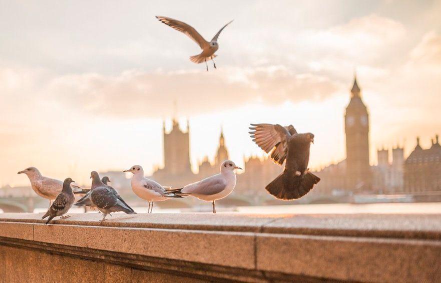 Carreras de palomas, primer deporte en reanudarse en Inglaterra
