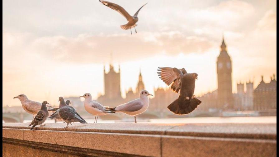 Carreras de palomas, primer deporte en reanudarse en Inglaterra