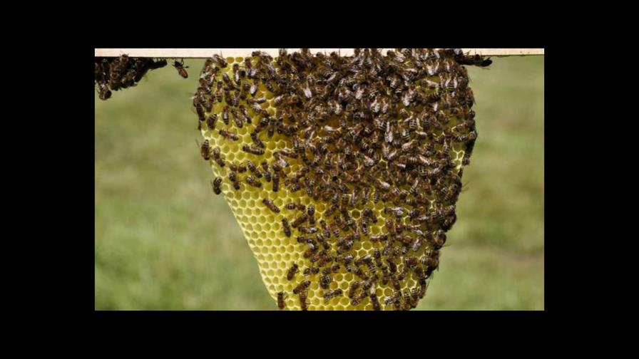 Abejas atacan a mujer que le cayó panal en la cabeza