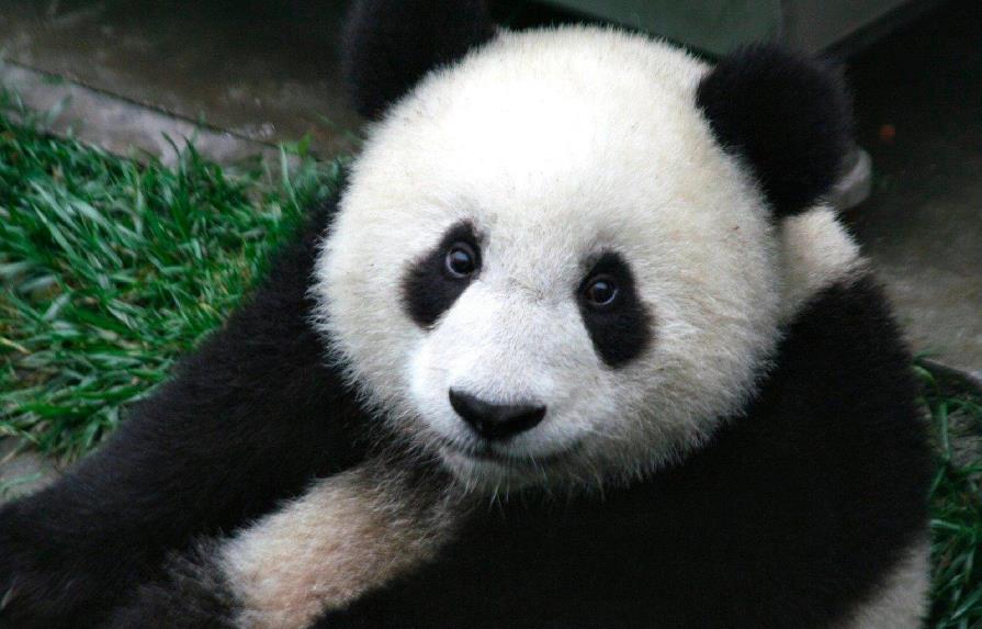 Las autoridades de la provincia china de Sichuan crean un tribunal para proteger a los pandas