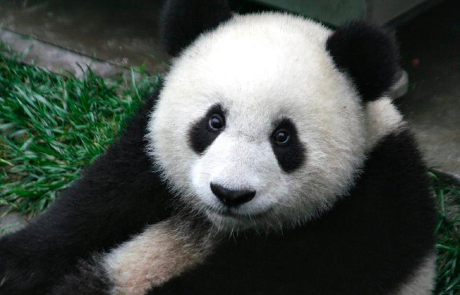 Un panda recibe descarga eléctrica en zoológico de Gran Bretaña