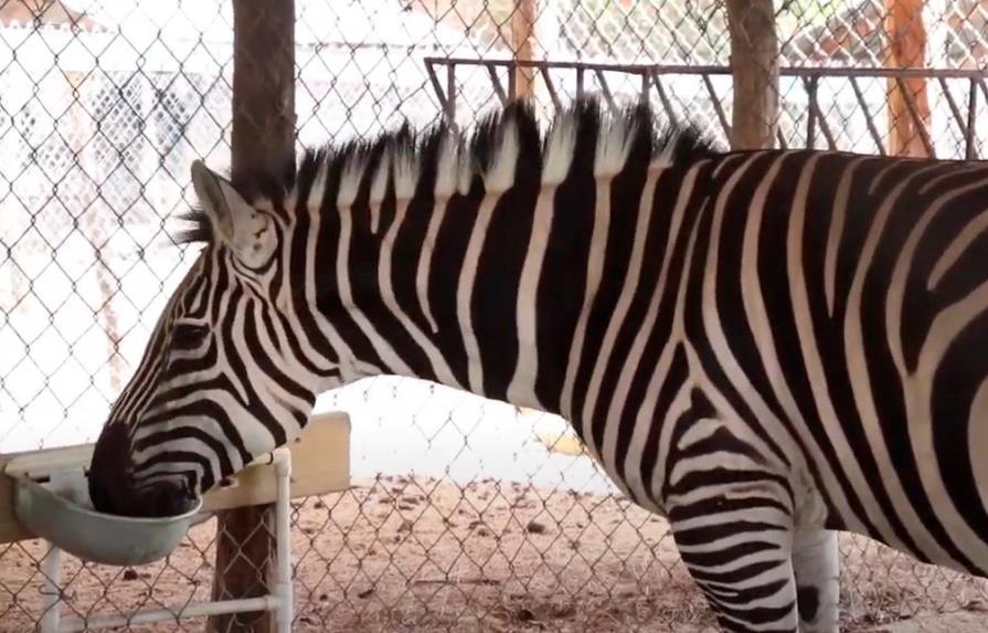 Zoológico de Santiago cerró sus puertas por falta de apoyo estatal
