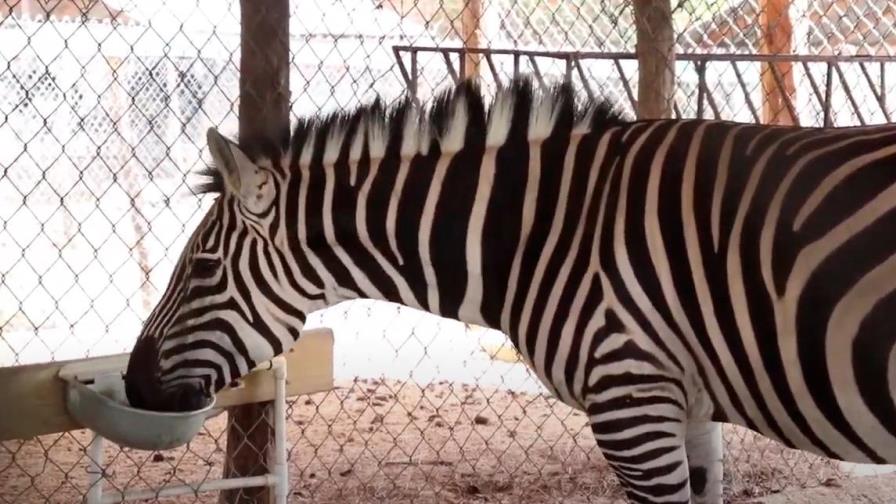 Zoológico de Santiago cerró sus puertas por falta de apoyo estatal Zoológico de Santiago cerró sus puertas por falta de apoyo estatal