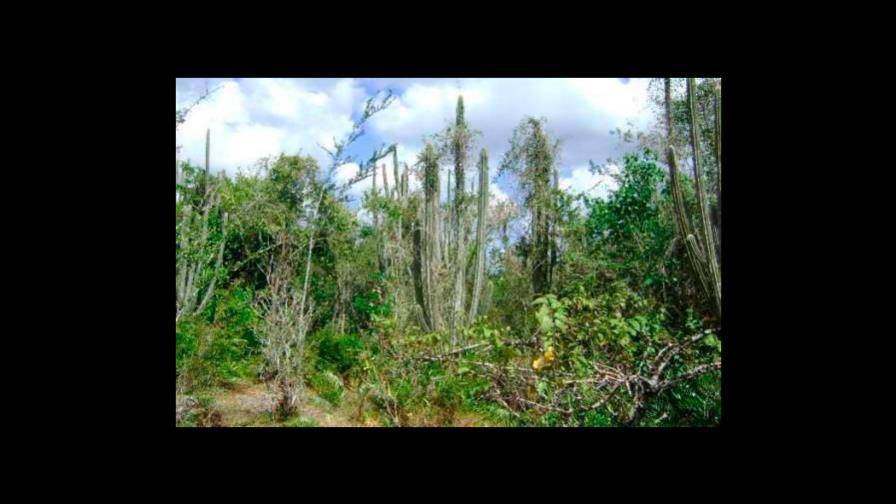 Ambientalistas tildan de “insuficiente” la suspensión de la construcción de hotel en Parque Cotubanamá Ambientalistas tildan de “insuficiente” la suspensión de la construcción de hotel en Parque Cotubanamá
