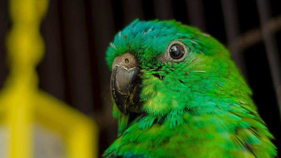 Video | Loro interpreta un éxito musical de Beyonce