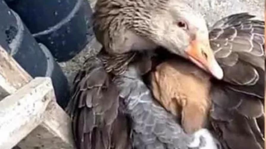 La tierna escena de un pato que abraza a un cachorro para protegerle del frío