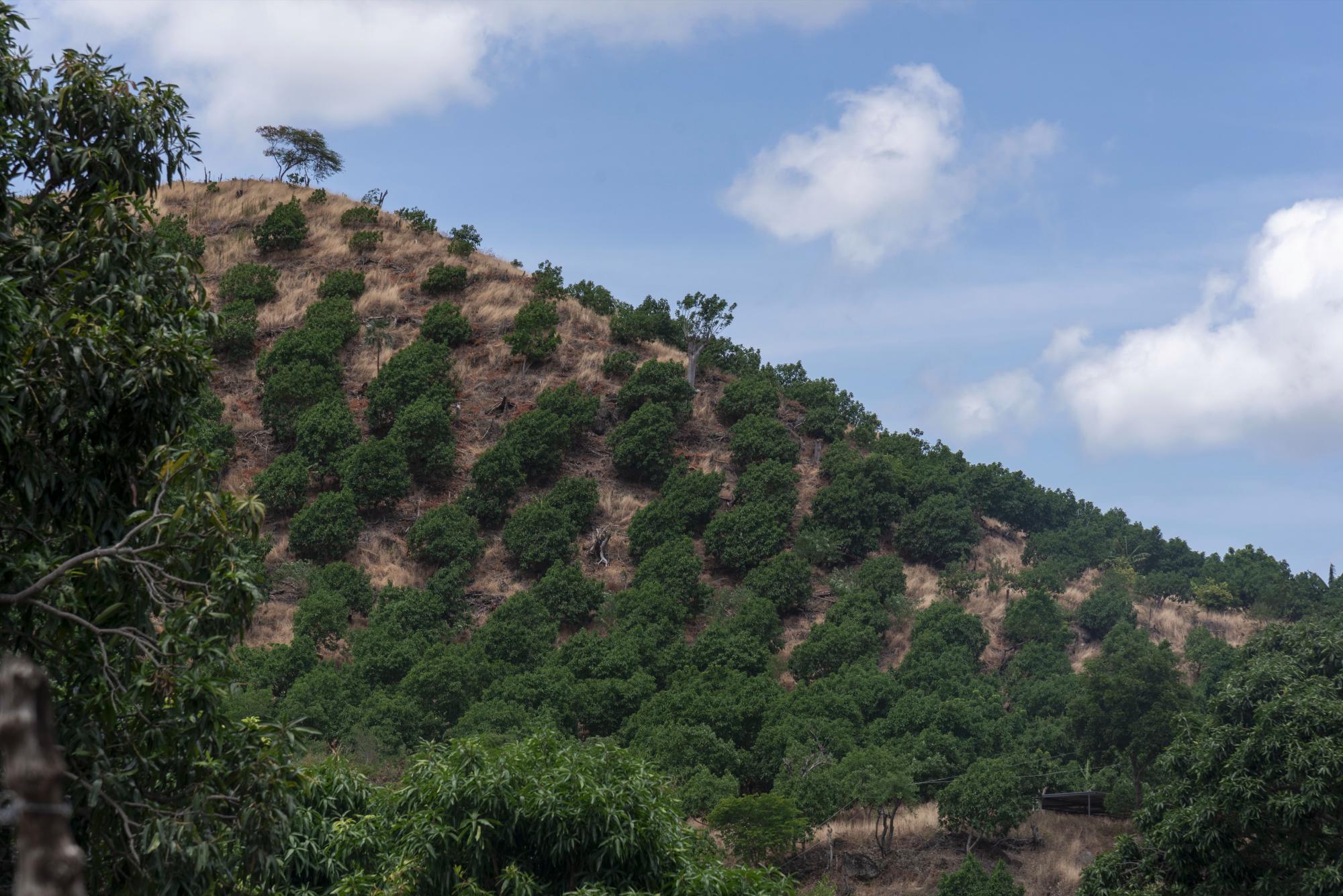 Parcela sembrada de aguacates en la comunidad El Recodo, Baní.