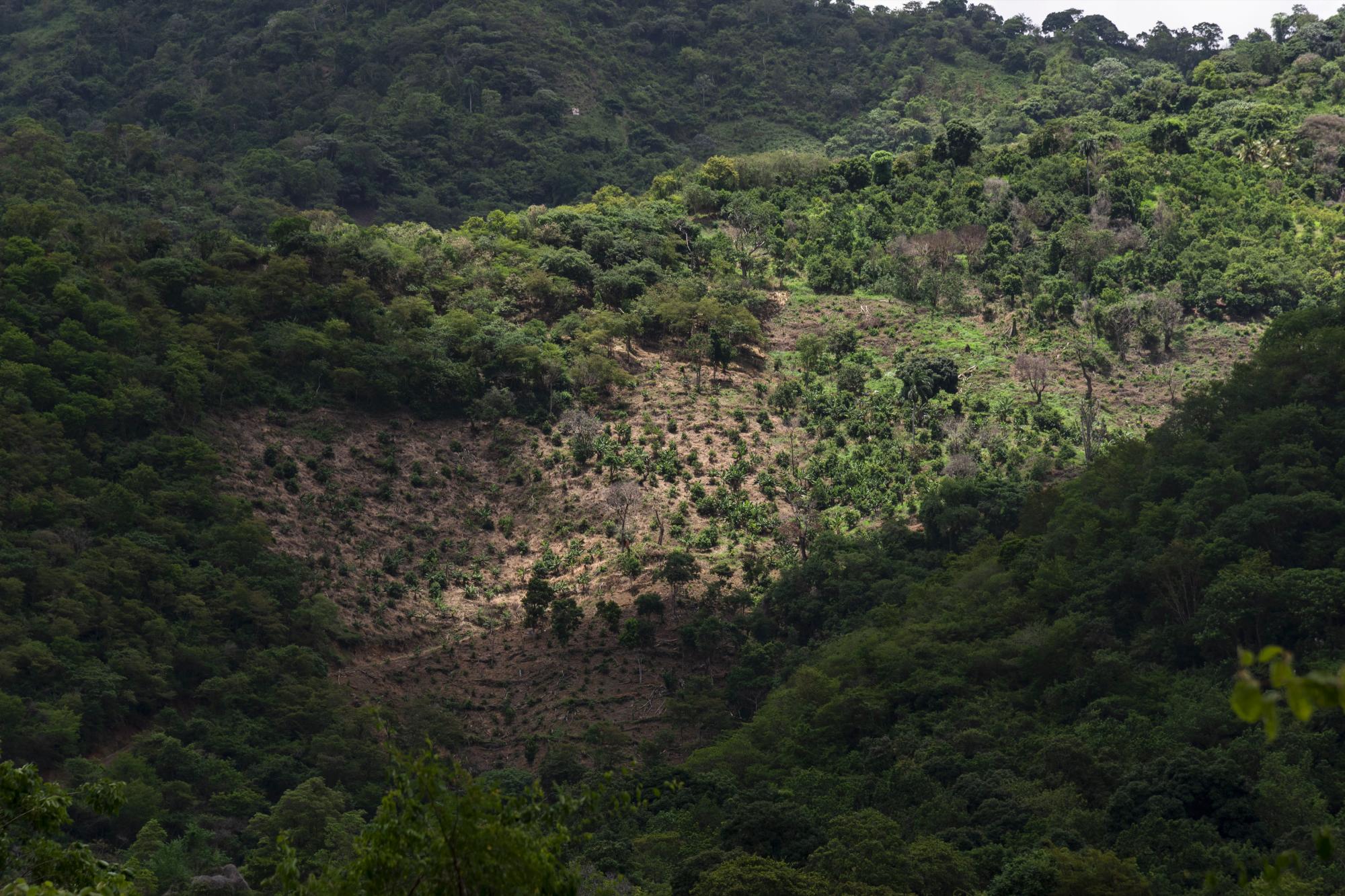 Siembra reciente de aguacates que se observa próximo a Las Yayitas, Baní. 