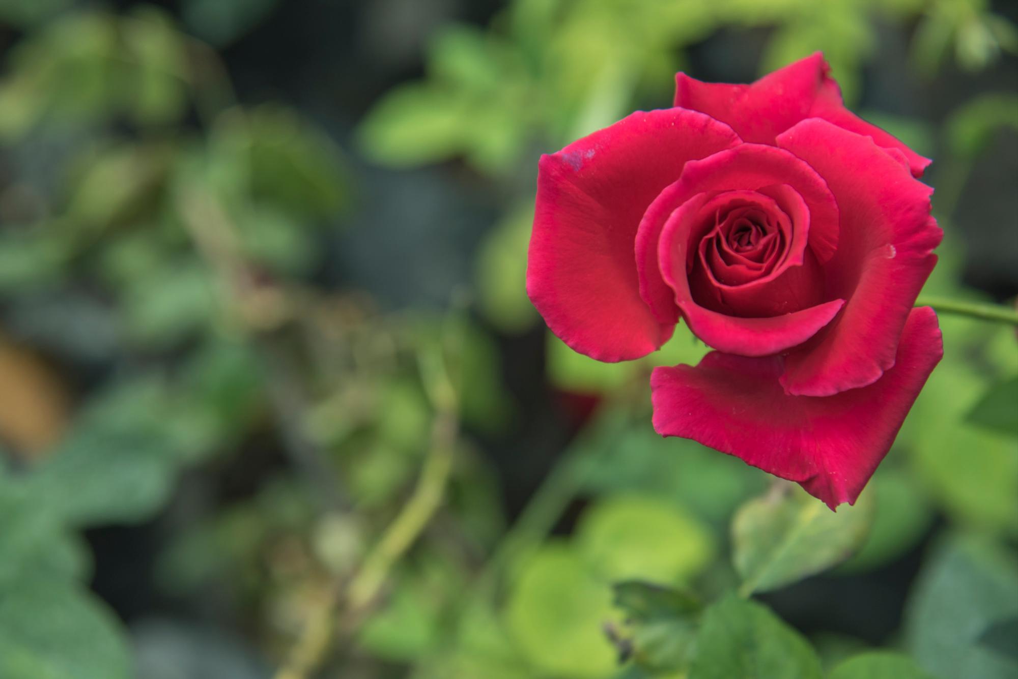 Una rosa que sobresale en la finca del sector Las Palmas de Constanza.