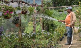 Flores que impactan en la vida de miles de dominicanos