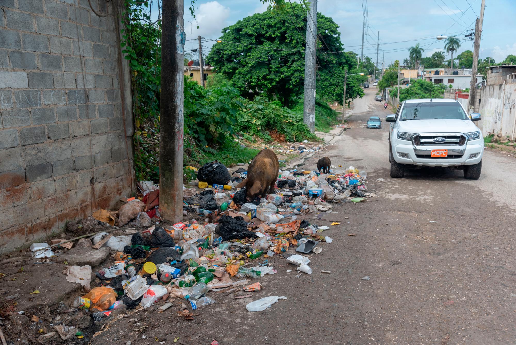 En los vertederos es común ver los cerdos y las vacas alimentarse en el lugar.
