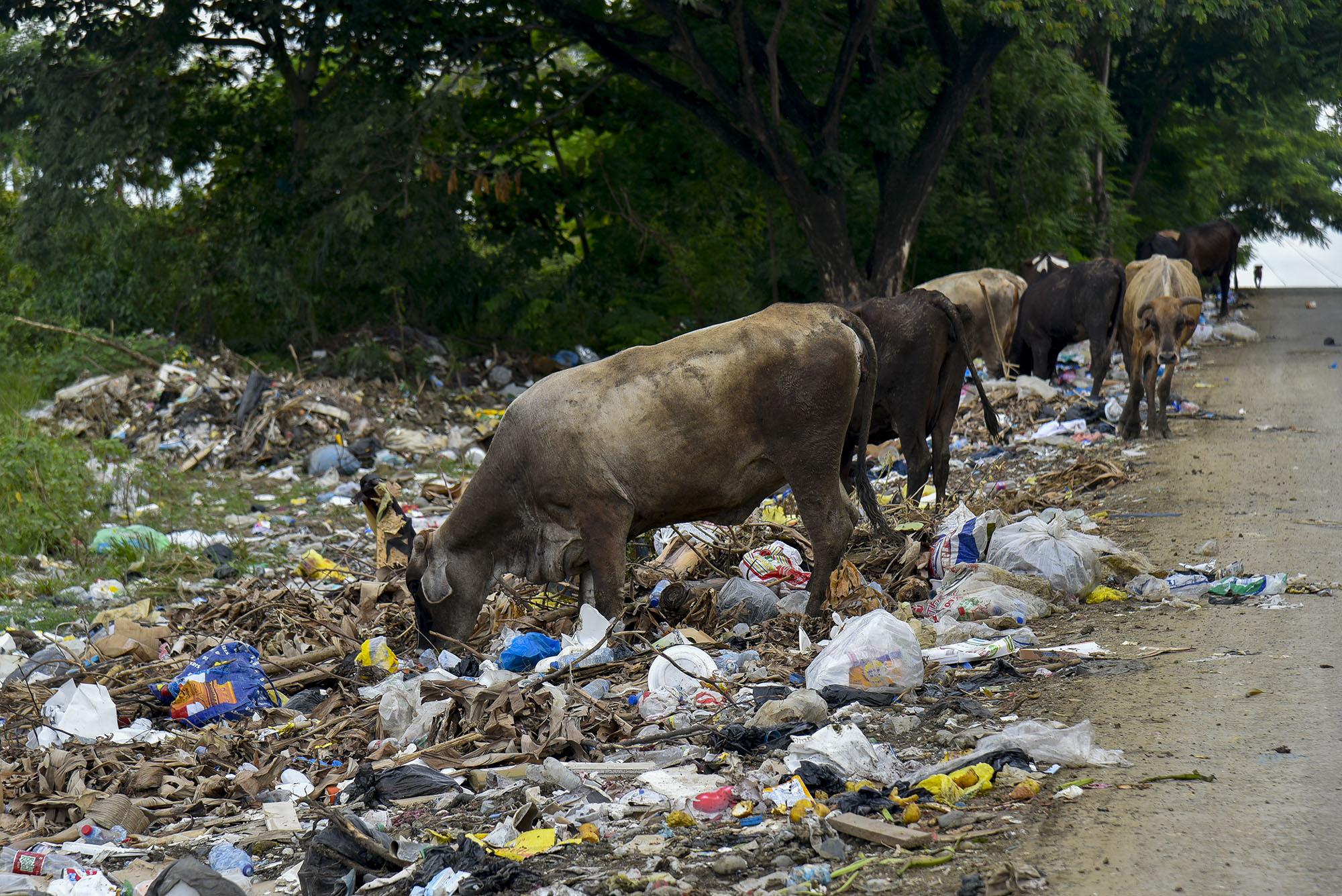 La basura acumulada en las calles de Los Alcarrizos suele contener materia orgánica de la que se alimentan las vacas que son criadas en el sector (Foto: Neal Cruz / Diario Libre)