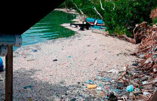 Medio Ambiente informará la próxima semana sobre muerte de peces en Barahona