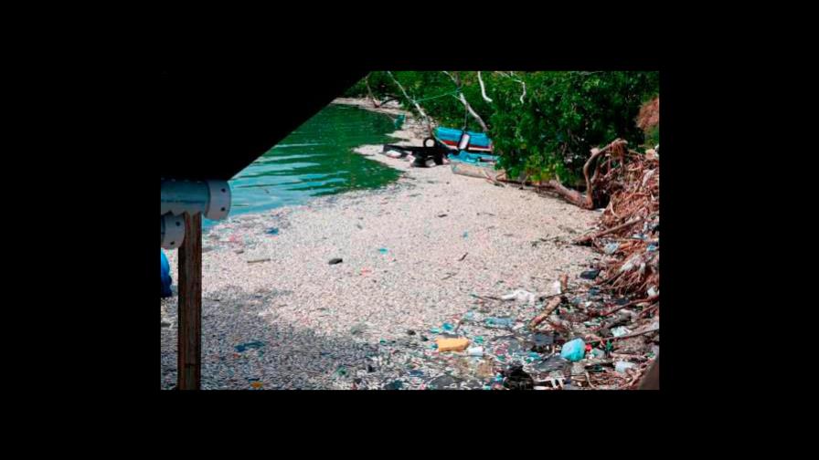 Medio Ambiente informará la próxima semana sobre muerte de peces en Barahona