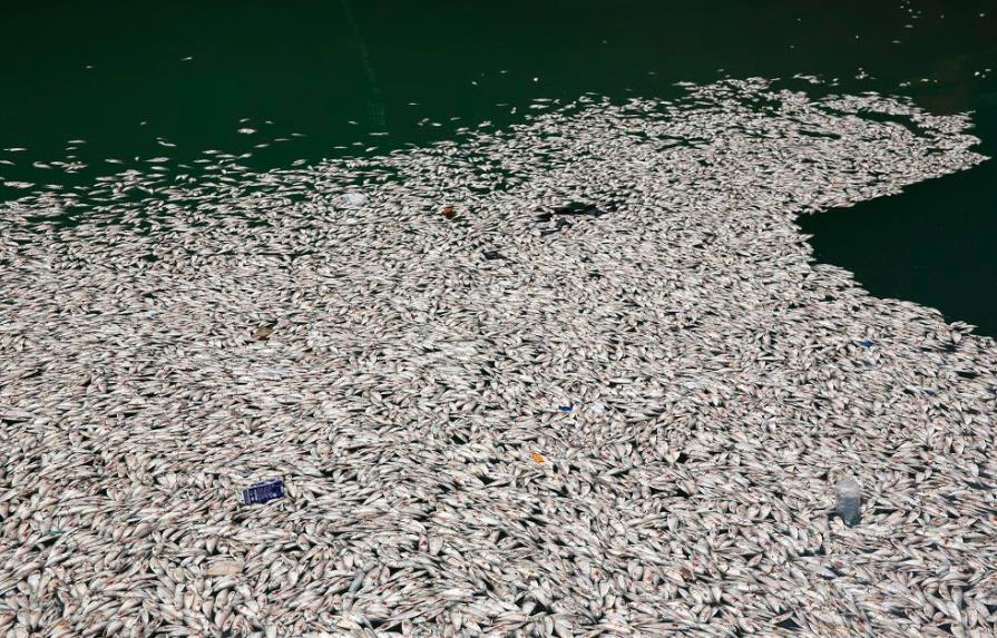 Llama la atención de las autoridades que los peces muertos en Barahona sean sardinas