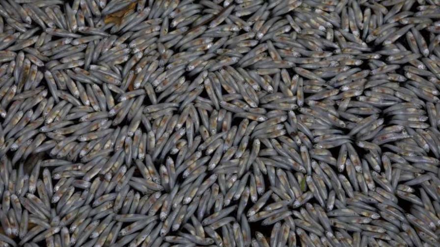 Toneladas de peces muertos flotan en laguna de Río de Janeiro