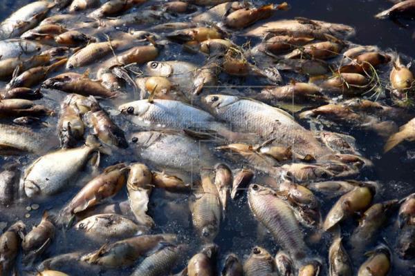Miles de peces aparecen muertos por tercera vez en un río de Australia