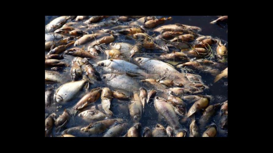 Miles de peces aparecen muertos por tercera vez en un río de Australia