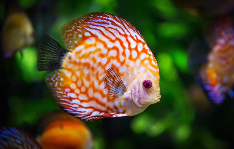 Científicos descubren mecanismo de cambio de sexo en los peces