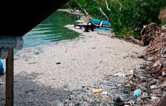 Medio Ambiente, a la espera de estudio para determinar causa de muerte peces en Barahona 