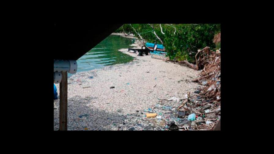 Medio Ambiente, a la espera de estudio para determinar causa de muerte peces en Barahona 