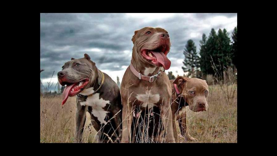 Peleas de perros ¿por qué? Peleas de perros ¿por qué?