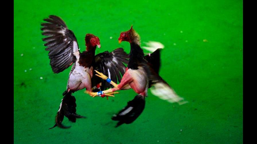 Treinta detenidos por peleas ilegales de gallos en Florida