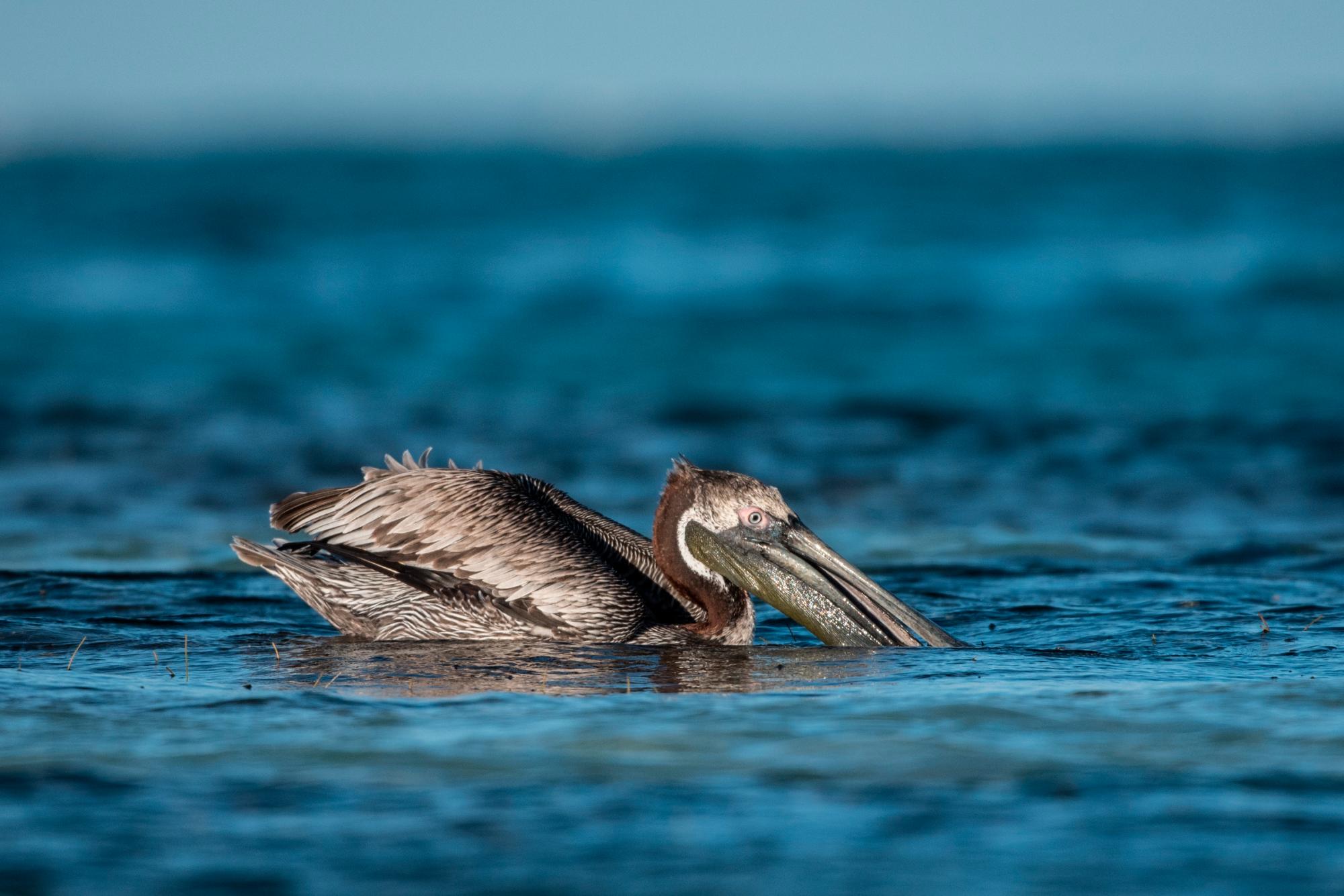 Pelícano marrón, Pelecanus occidentalis, en Punta Cana.