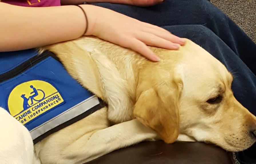 Cortes en Estados Unidos usan perros adiestrados para consolar a las víctimas