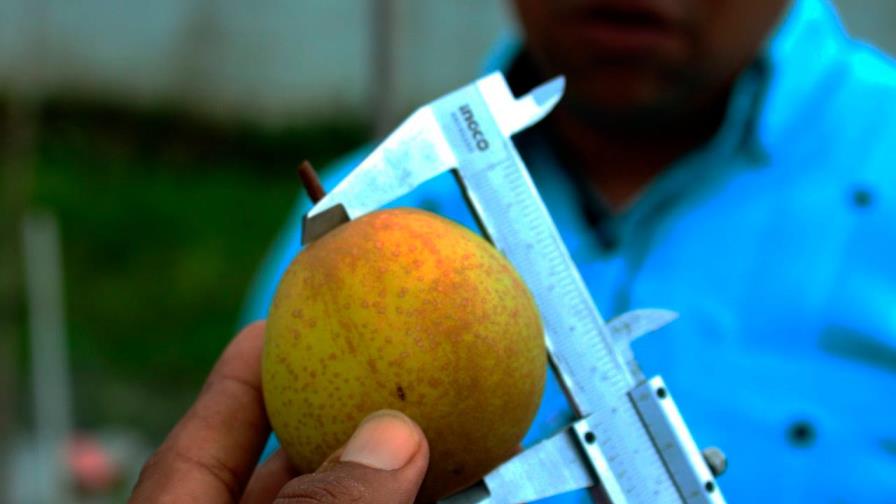 La primera cosecha de pera japonesa en Constanza