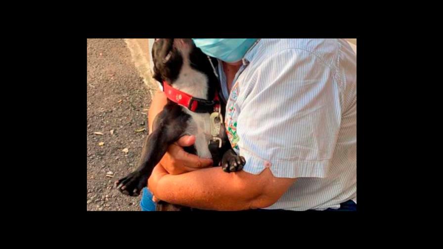 Muchas denuncias de maltrato animal no son ciertas