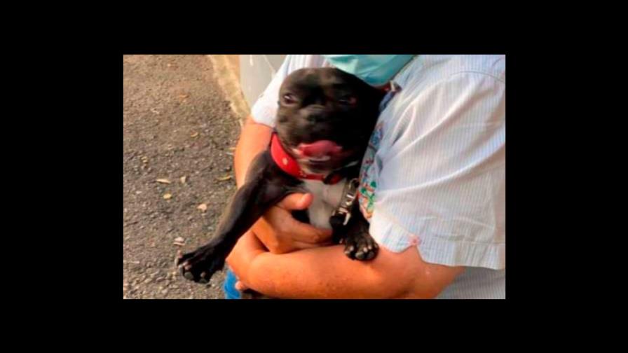 Federación de Protección Animal inicia proceso legal contra hombre que maltrató a la perra Trufa