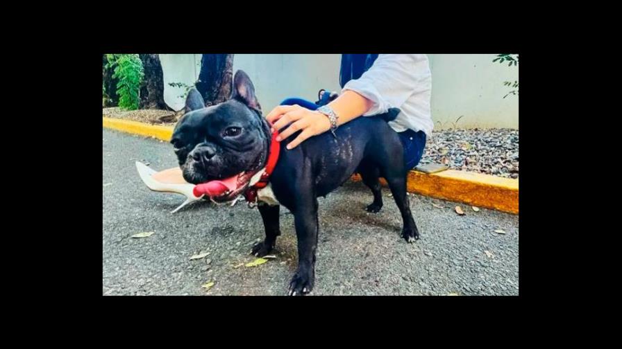 El hombre que golpeó con crueldad a perrita Trufa llegó a un acuerdo con la Fiscalía El hombre que golpeó con crueldad a perrita Trufa llegó a un acuerdo con la Fiscalía