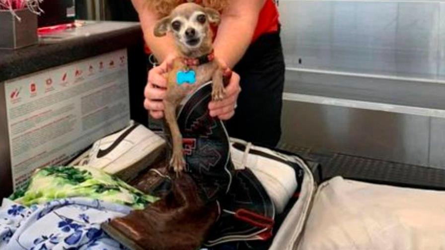 Se fueron de vacaciones: encontraron a su perrita en una de las maletas
