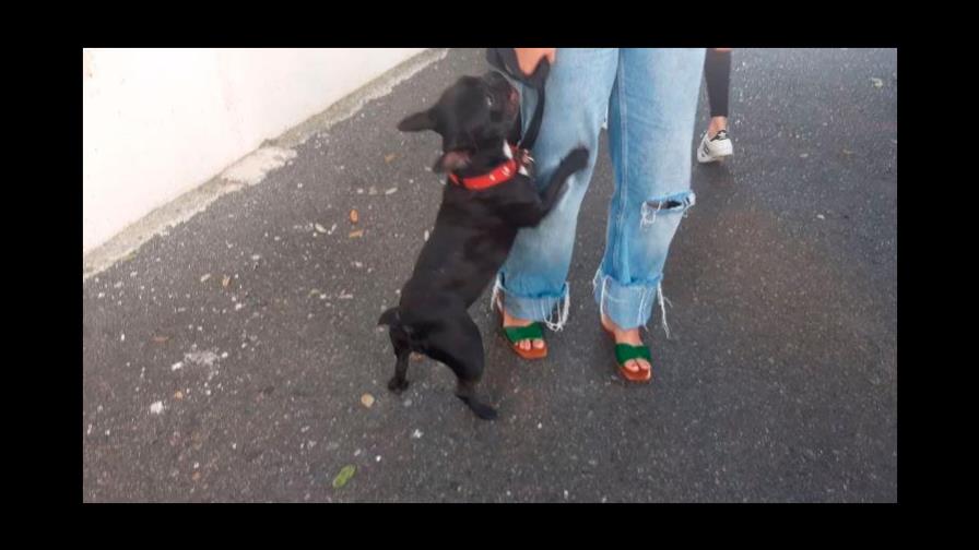 Magistrada Rosalba Ramos designa a un fiscal para el caso de la perrita Trufa