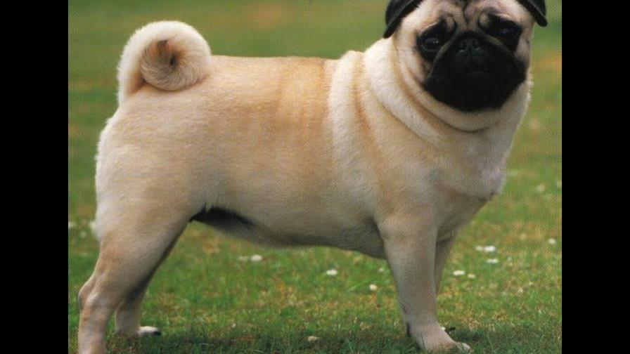 Cortes en Estados Unidos usan perros adiestrados para consolar a las víctimas