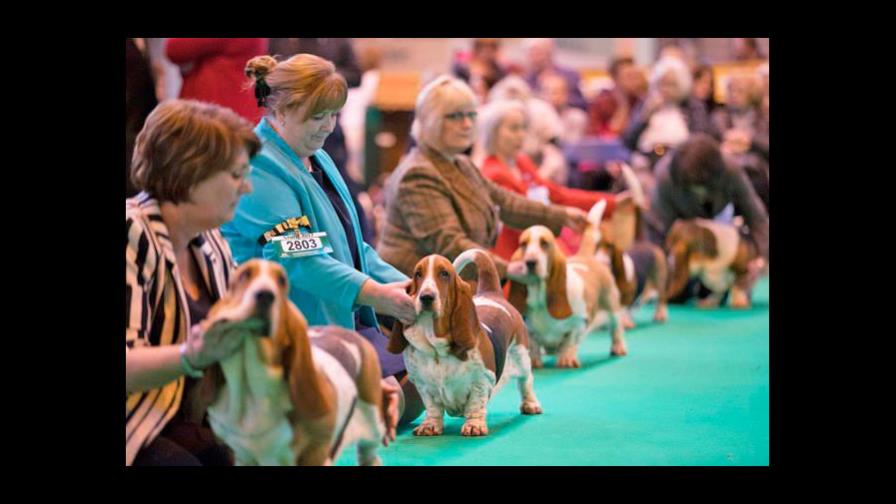 Los fans de los perros desafían al coronavirus Los fans de los perros desafían al coronavirus