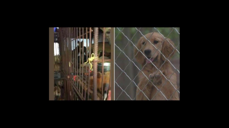 La fiesta de la carne de perro en China, victima colateral del coronavirus