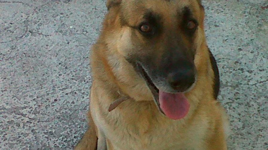 Animales de compañía ayudarían a enfrentar mejor trastornos mentales