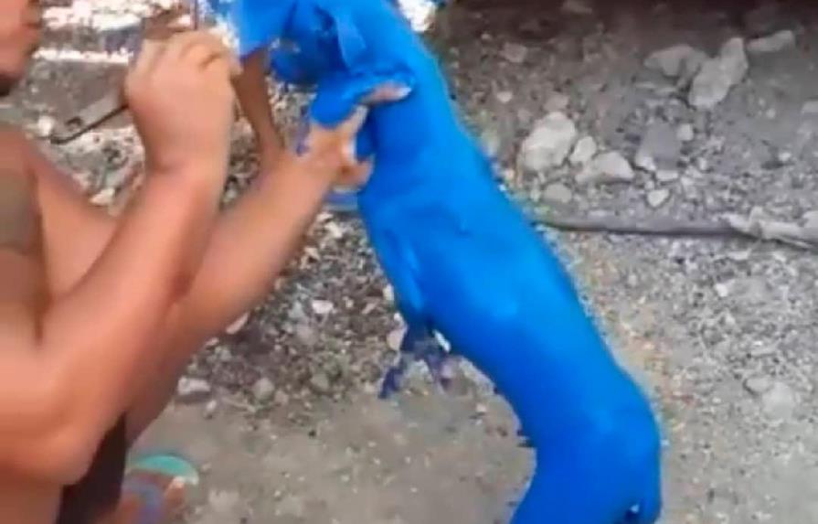 Extranjeros interesados en adoptar perrito pintado de azul