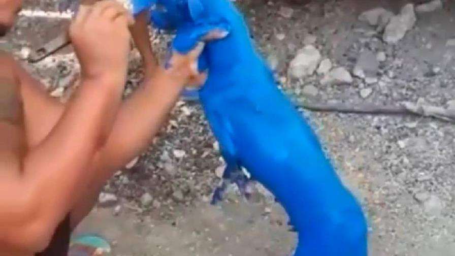 Extranjeros interesados en adoptar perrito pintado de azul