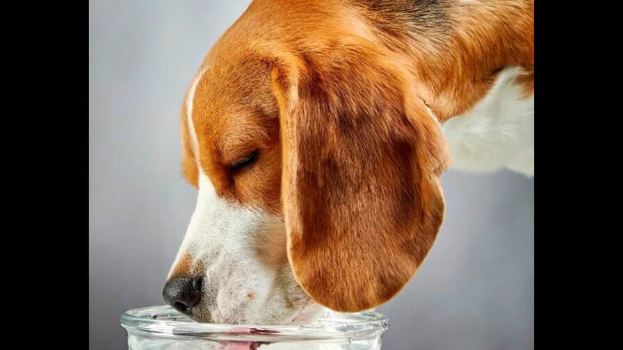 Cómo saber si el perro está deshidratado