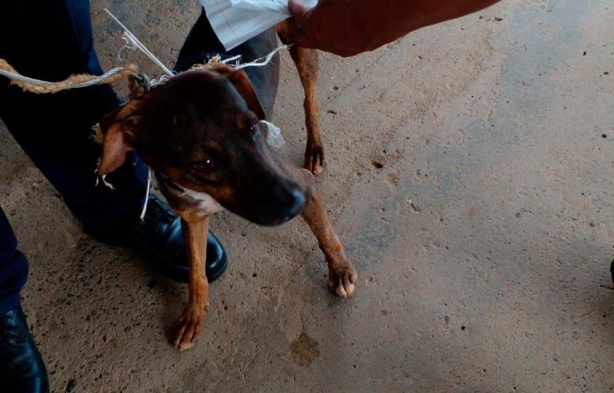 “Perro cartero” que ejercía de correo entre presos es detenido en Panamá