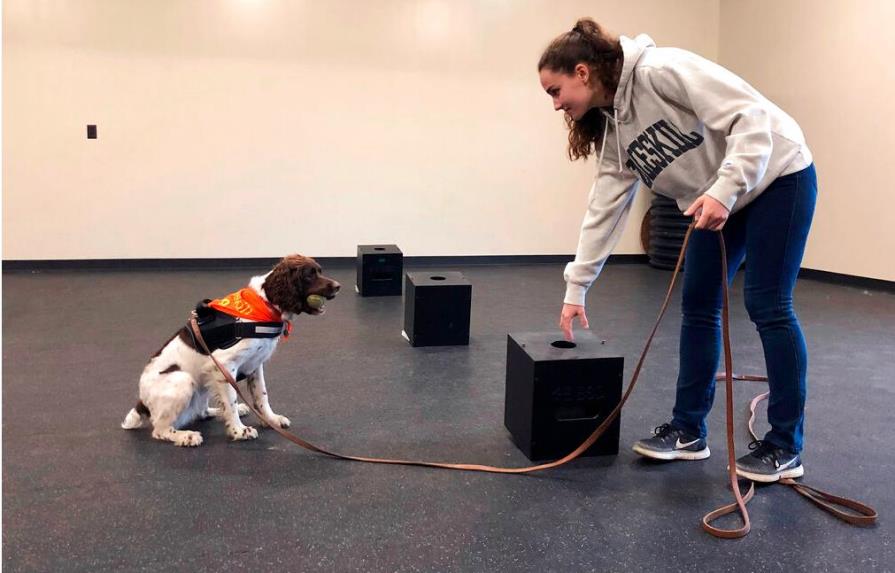 Universidad de Nueva York imparte licenciatura para entrenar perros