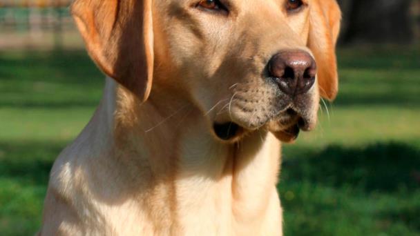 los labradores son buenos perros de pelea