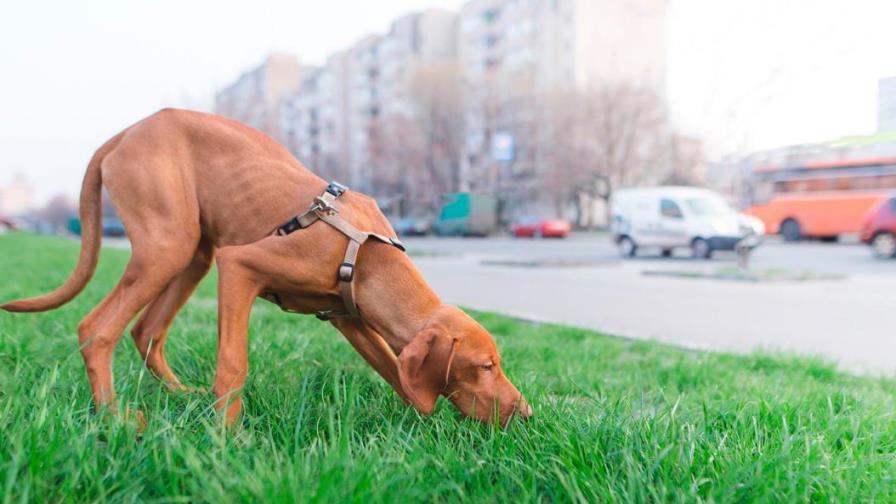 Hacia un dispositivo que detecte enfermedades por el olor como los perros
